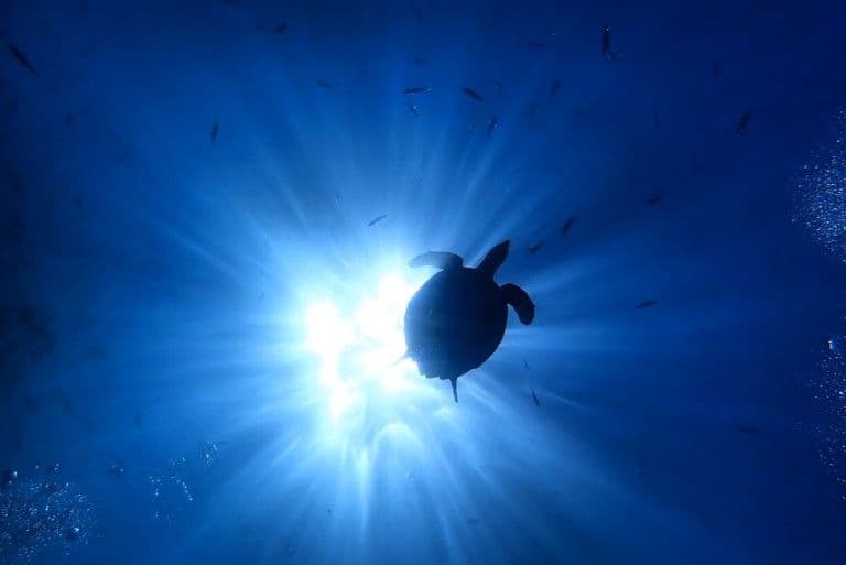 A turtle silhouetted against the sun from below