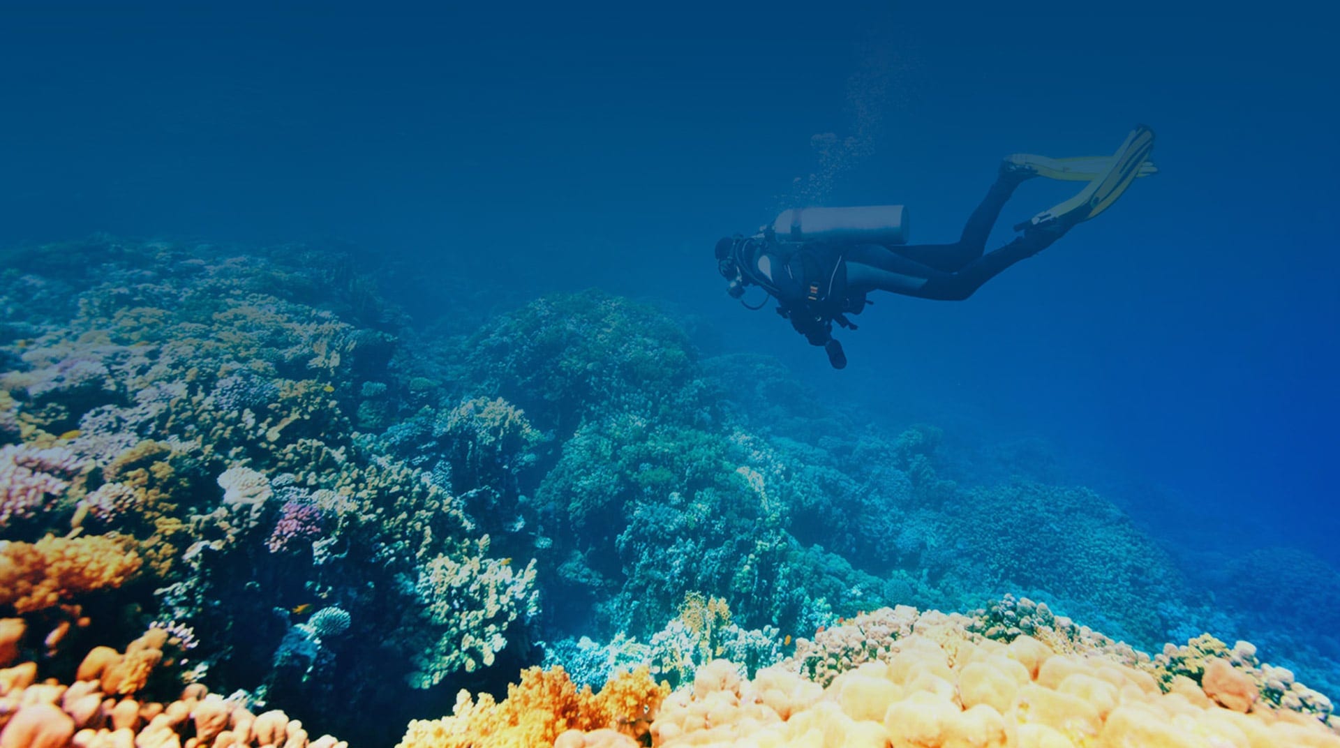 A scuba diver gliding over a shallow coral reef